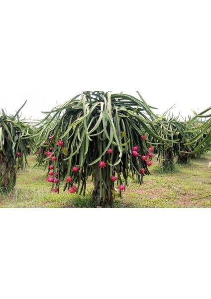 Pitahaya,Yerli Üretim 300 gr Pitaya, Ejder meyvesi, Gazipaşa, Macar