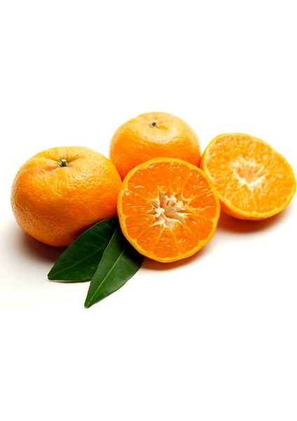Primasol Mandalina Fidanı (60-80 Cm) 3 Yaş