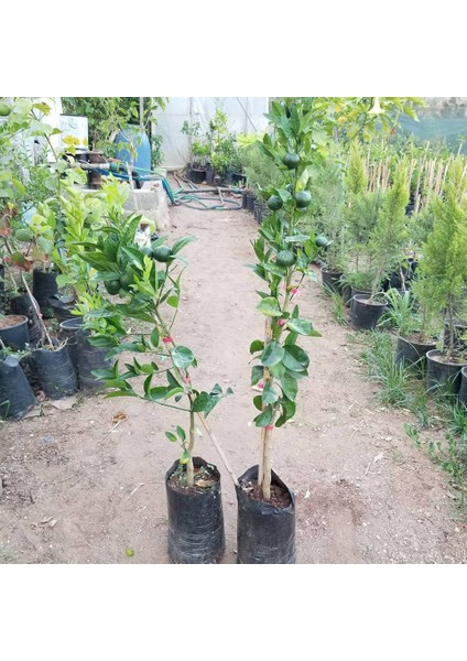 Primasol Mandalina Fidanı (60-80 Cm) 3 Yaş