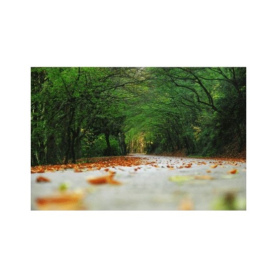 Artikel Yapraklar 178 x 126 Cm Duvar Resmi Fiyatı Artikel Yapraklar 178 x 126 Cm Duvar Resmi Fiyatı