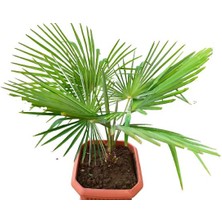 Ithal Cins Washingtonia Robusta Palmiye Ağacı 125 cm