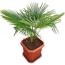 Ithal Cins Washingtonia Robusta Palmiye Ağacı 125 cm