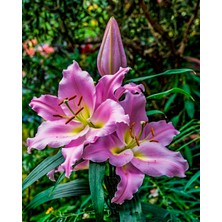 Kamondo Tohum 2 Adet Soft Pembe-Sarı Göbekli Kokulu Zambak Soğanı