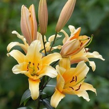 Kamondo Tohum 2 Adet Soft Sarı Renkli Zambak Çiçeği Soğanı