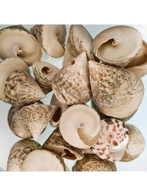 Evinizdeki Okyanus Esintisi Turkuaz Hediyelik Deniz Kabuğu 100 gr Paket Troca Male