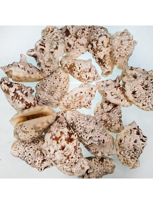 Evinizdeki Okyanus Esintisi Turkuaz Hediyelik Deniz Kabuğu 100 gr Paket Strombus Lentegınosus