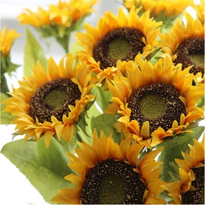 Berke Fidancılık Ayçiçeği Çekirdek Tohumu 10 gr Paket