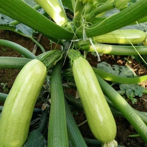 Berke Fidancılık Beyaz Kabak Tohumu 10 gr Paket