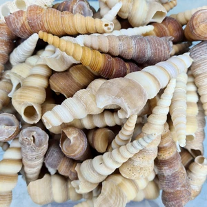 Evinizdeki Okyanus Esintisi Turkuaz Hediyelik Deniz Kabuğu 100 gr Paket Turıtella