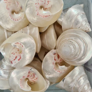 Evinizdeki Okyanus Esintisi Turkuaz Hediyelik Deniz Kabuğu 100 gr Paket Troca Strawberry Pearlızed