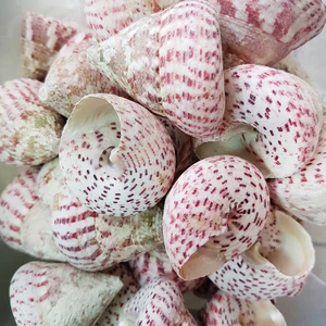 Evinizdeki Okyanus Esintisi Turkuaz Hediyelik Deniz Kabuğu 100 gr Paket Troca Strawberry