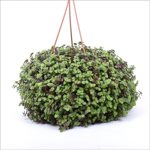 Calissia - Turtle Vines Macrome Saksı