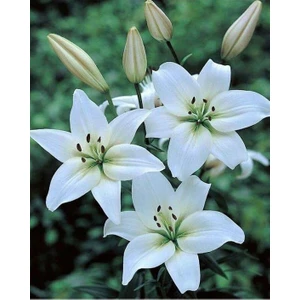 Kamondo Tohum 2 Adet Beyaz Renkli Zambak Çiçeği Soğanı