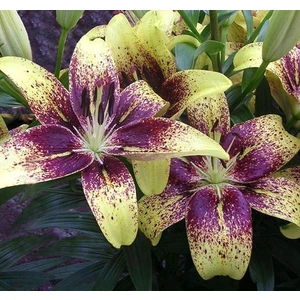 Kamondo Tohum 3 Adet Sarı-Mor Göbekli Çilli Zambak Çiçeği Soğanı Kokulu