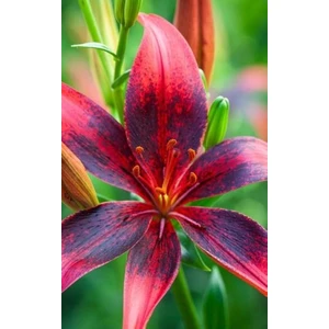 Kamondo Tohum 3 Adet Bordo-Siyah Renkli Çilli Zambak Çiçeği Soğanı Kokulu