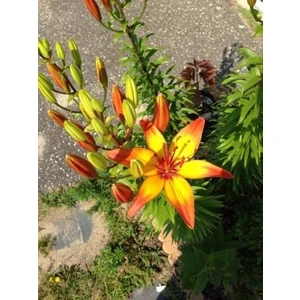 Kamondo Tohum 3 Adet Turuncu-Sarı Göbekli Zambak Çiçeği Soğanı Kokulu