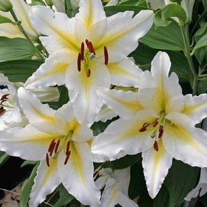 Kamondo Tohum 2 Adet Beyaz-Sarı Renkli Zambak Çiçeği Soğanı