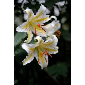 Kamondo Tohum 2 Adet Beyaz-Sarı Çilli Zambak Çiçeği Soğanı