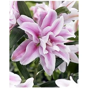 Kamondo Tohum 2 Adet Lila Renkli Katlı Zambak Çiçeği Soğanı