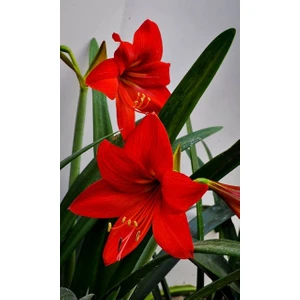 Kamondo Tohum 2 Adet Kırmızı Renkli Zambak Soğanı