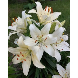 Kamondo Tohum 2 Adet Beyaz Benekli Zambak Çiçeği Soğanı