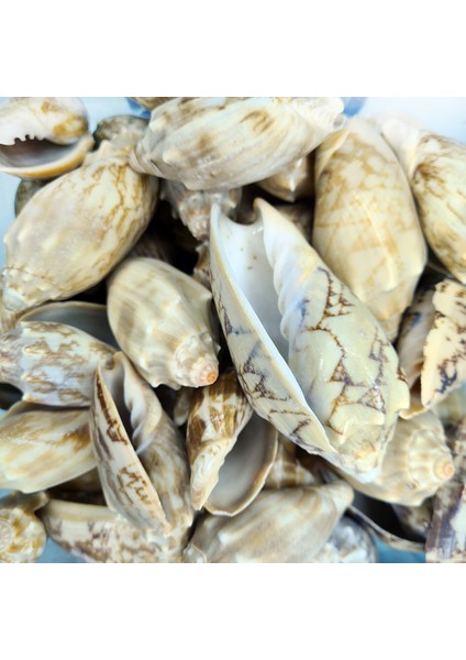 Deniz Kabuğu 100 gr Paket Voluta Vespertıllo
