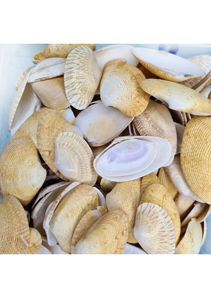 Deniz Kabuğu 100 gr Paket Paphıa Neotaples