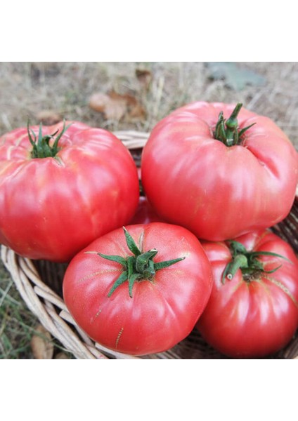 Sunagri Tohumculuk Pembe Köy Domatesi Tohumu – Sunagri