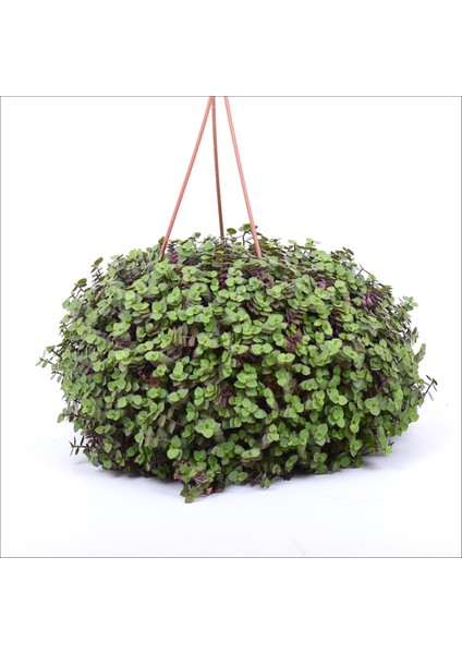 Calissia - Turtle Vines Macrome Saksı