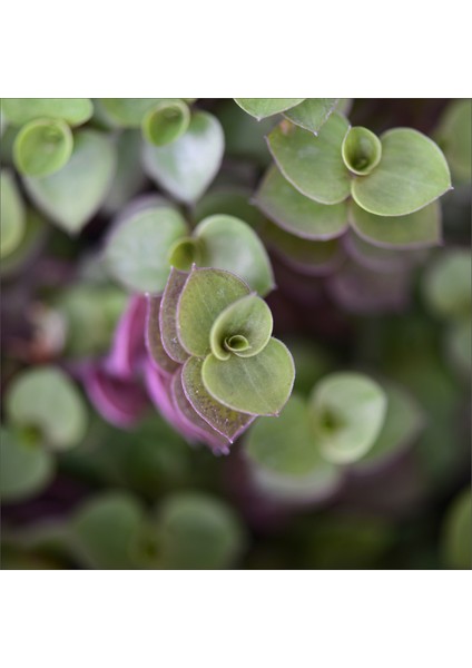 Calissia - Turtle Vines Macrome Saksı