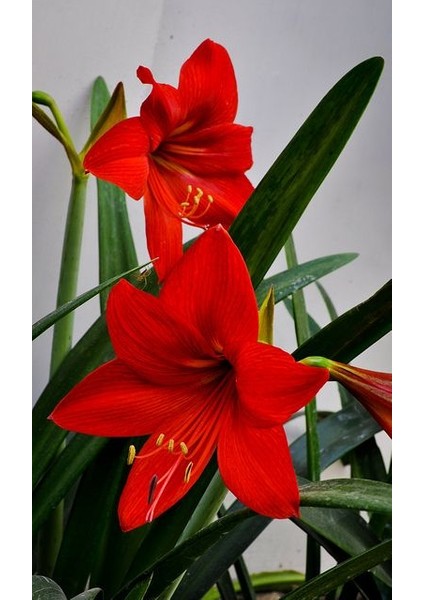 2 Adet Kırmızı Renkli Zambak Soğanı