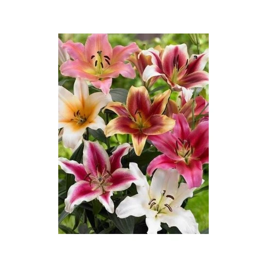 Kamondo Tohum 7 Adet Karışık Renkli Zambak Çiçeği Soğanı