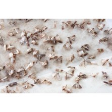 Ddpest Güve Kelebeği Tuzağı Feromonu ve 3 Adet Yapışkan Plaka Zehirsiz Kesin Çözüm