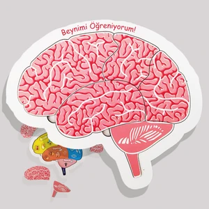 Moon Beavers Beynimi Öğreniyorum Eğitici Öğretici Geliştirici Okula (Fen Bilimleri) Katkı Sağlayan Ahşap Sağlıklı Oyuncak