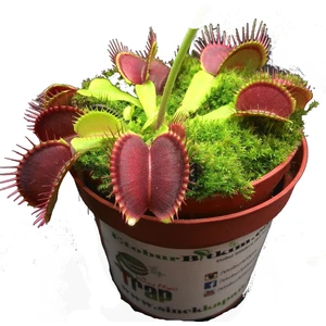 Etobur Bitkim Kırmızı Sinek Kapan Venus Fly Trap Dionaea Muscipula Saksıda Yetişkin Bitki