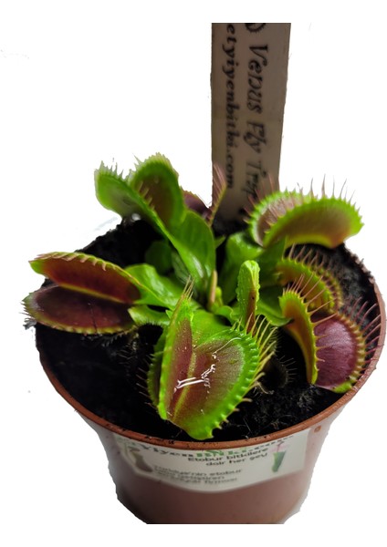 Kırmızı Sinek Kapan Venus Fly Trap Dionaea Muscipula Saksıda Yetişkin Bitki fiyatları