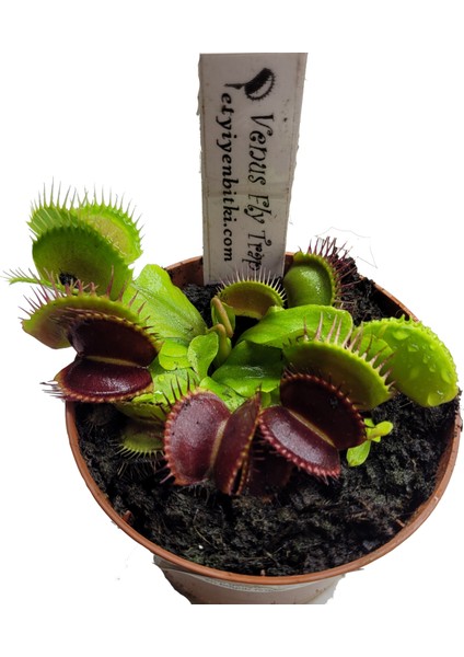Kırmızı Sinek Kapan Venus Fly Trap Dionaea Muscipula Saksıda Yetişkin Bitki modelleri