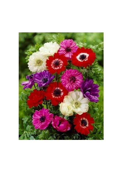 3 Adet Coronaria Mix Karışık Anemon Çiçeği Soğanı