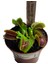 Kırmızı Sinek Kapan Venus Fly Trap Dionaea Muscipula Saksıda Yetişkin Bitki 2