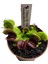 Kırmızı Sinek Kapan Venus Fly Trap Dionaea Muscipula Saksıda Yetişkin Bitki 3