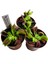 Kırmızı Sinek Kapan Venus Fly Trap Dionaea Muscipula Saksıda Yetişkin Bitki 4