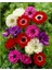 3 Adet Coronaria Mix Karışık Anemon Çiçeği Soğanı 1