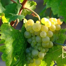 Ucuzluk Diyarı 3 Adet Yalova Incisi Üzüm Fidanı Tüplüdür 1,5 Yaş