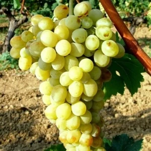 Ucuzluk Diyarı Sultaniye Çekirdeksiz Üzüm Fidanı Tüplü