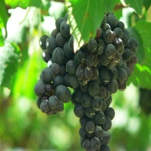 Ucuzluk Diyarı Merlot ( Şaraplık ) Üzüm Fidanı Tüplüdür 2 Yaş