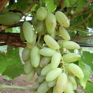 Ucuzluk Diyarı Hatun Parmağı Üzüm Fidanı Tüplüdür 2 Yaş