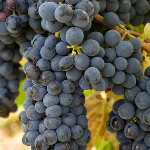 Ucuzluk Diyarı Kalecik Karası Üzüm Fidanı Fidanı Şaraplık 2 Yaş