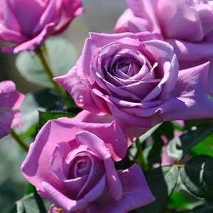 Ucuzluk Diyarı 2 Adet Yediveren Mor Renk Gül Fidanı Saksılıdır