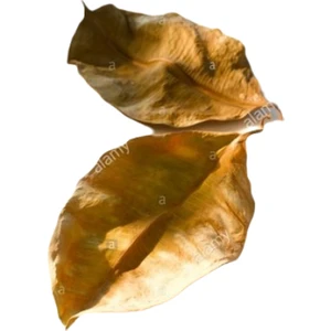 Canlı Petshop Kauçuk Yaprağı 100 Ad 15-20 cm Su Yumuşatıcı Karides Yemi Akvaryum Canlıları Için Besin Ihtiyacı