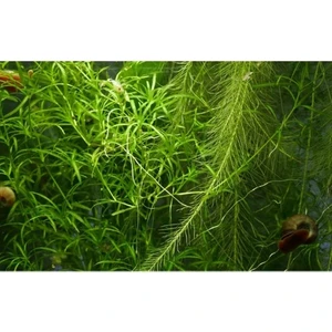 Canlı Petshop Najas Lepistes Otu 1 Adet Cam Kavanoz Rafyaya Son